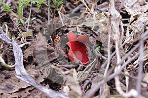 Sarcoscypha coccinea