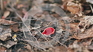 Sarcoscypha coccinea, commonly known as scarlet cup. Early spring.