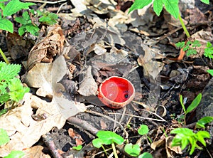 Sarcoscypha coccinea, commonly known as the scarlet elf cup, scarlet elf cap, or the scarlet cup appears in winter on dead twigs