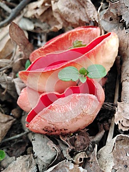 Sarcoscypha coccinea, commonly known as the scarlet elf cup, scarlet elf cap, or the scarlet cup, is a species of fungus in the fa