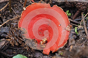 The Sarcoscypha coccinea is an edible mushroom photo