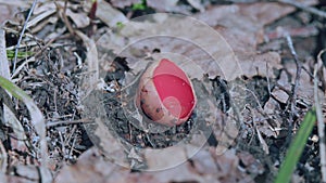 Sarcoscypha Coccinea. Scarlet Elf Cup Fungi. Forest Mushrooms. Scarlet Elf Cup On Forest Floor. Spring Edible Mushrooms