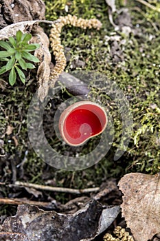 Sarcoscypha coccinea scarlet elf cup, scarlet elf cap, or the scarlet cup