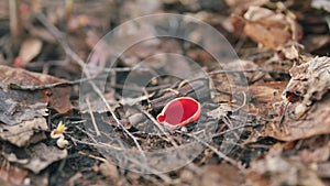 Sarcoscypha coccinea, species of fungus. Early spring.