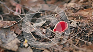 Sarcoscypha coccinea, species of fungus. Early spring.