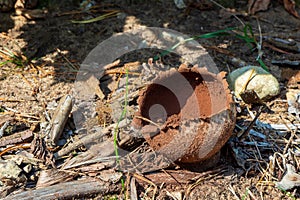 Sarcosoma globosum, or witches cauldron is a species of fungus in the family Sarcosomataceae