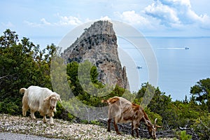 Sarda Goats