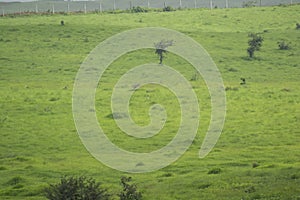 Sardarpur Lesser Florican Sanctuary Grassland