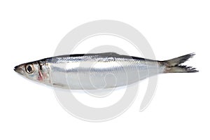 Sardine