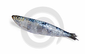 Sardine