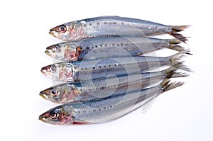 Sardine