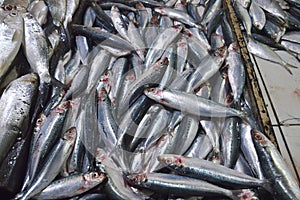 sardine