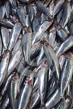 sardine