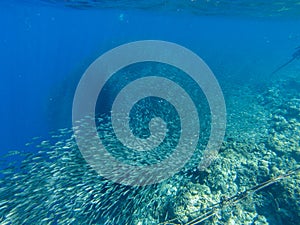 Sardine carousel and coral reef in open sea water. Massive fish school underwater photo. Pelagic fish school