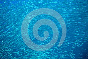 Sardine carousel in open sea water scene. Massive fish school underwater photo. Pelagic fish swimming in saltwater