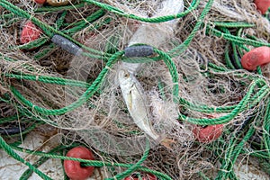 Sardine entangled in a fishing net, industrial fishing