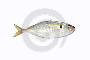 Sardine fish