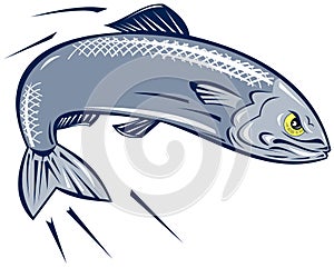 Sardine fish