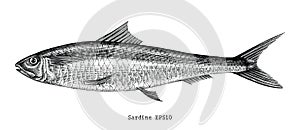 Sardine fish hand drawing vintage engraving illustration