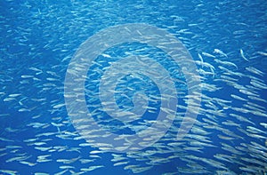 Sardine fish school in blue sea. Sea fish underwater photo. Pelagic fish colony carousel in seawater