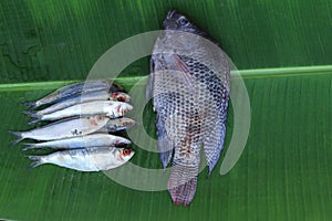 Sardine fish and tilapia fish photo
