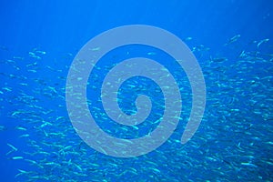 Sardine fishes in blue seawater. Seafish underwater photo. Pelagic fish colony carousel in seawater. Mackerel shoal