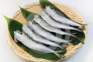 Sardine