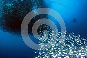 Sardine Run in Moalboal