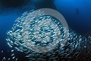 Sardine Run in Moalboal
