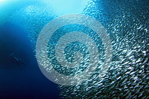 Sardine Run in Moalboal