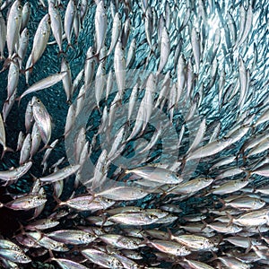 Sardine school of fish underwater