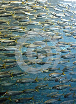Sardine shoal