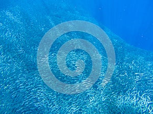 Sardine shoal in blue sea water. Massive fish school underwater photo. Pelagic fish swimming in seawater