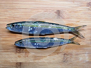 Sardinella aurita, round sardinella fresh fish