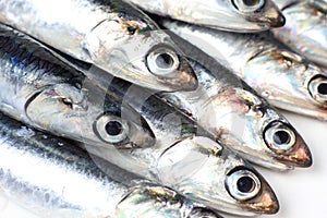 Sardines