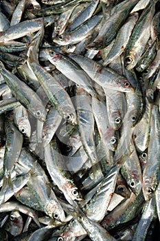 Sardines