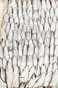 Sardines in container, fishing market, Essaouira, Morocco