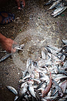 Sardines in container fishing market, Essaouira, Morocco