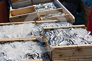 SARDINES in crates and ice at Fish Market