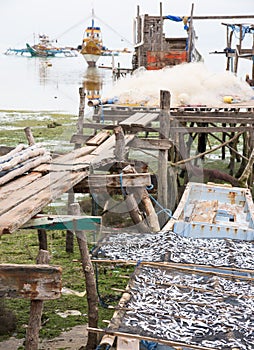 Sardines drying in The Philippines