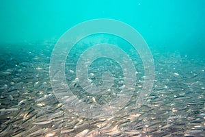 Large shoal of small gray fish underwater in the sea. Background of a large number of marine fish
