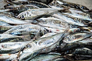 Sardines in the fish hall at the Mercado dos Lavradores or the Market of the Workers