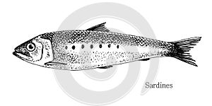 Sardines fish hand drawn realistic illustration