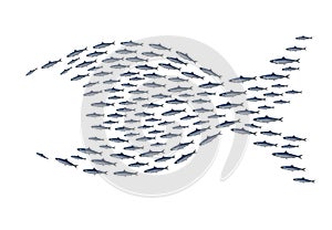 Sardines group become big fish