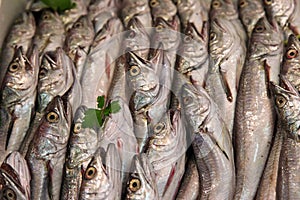 Sardines at an Italian Outdoor Market