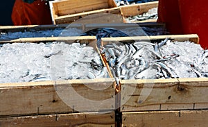 Sardines at the market