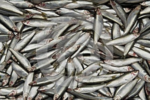 Sardines or Pilchards