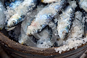 Sardines preserved in salt photo