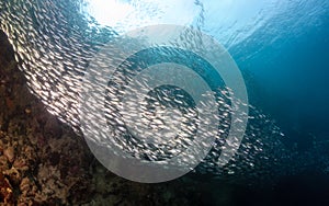 Sardines on the reef