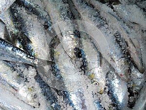 Sardines in salt